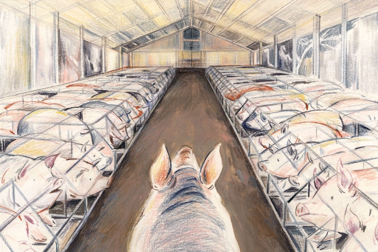 768px x 512px - The Meat Industry's Bestiality Problem | The New Republic