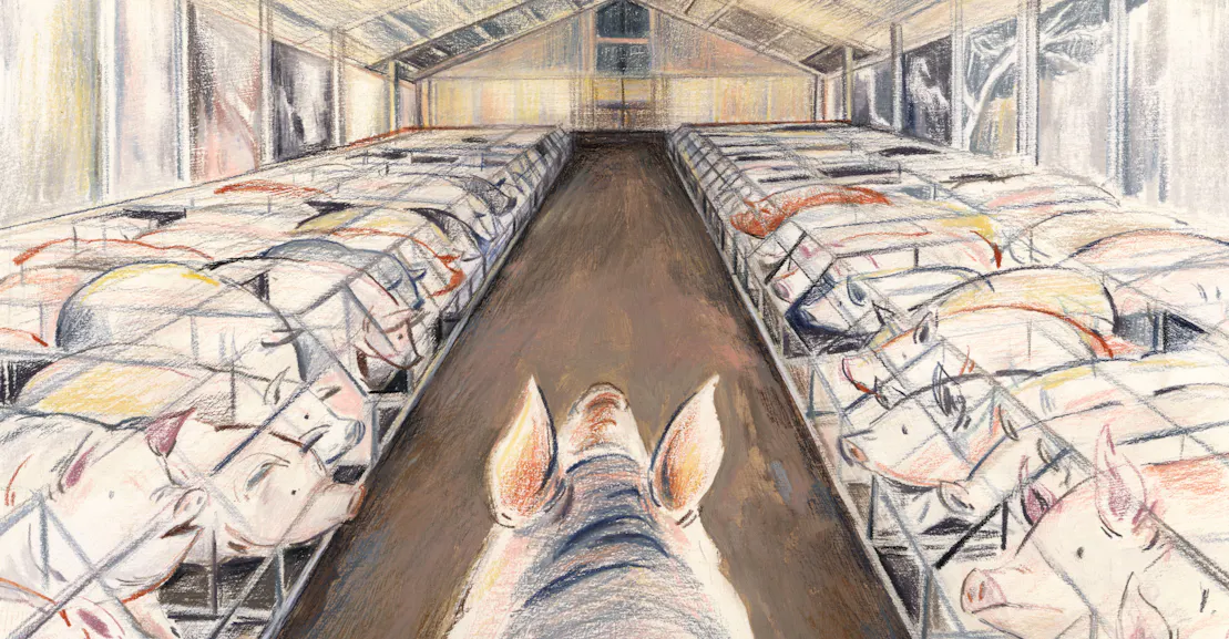 The Meat Industry’s Bestiality Problem The Meat Industry’s Bestiality Problem