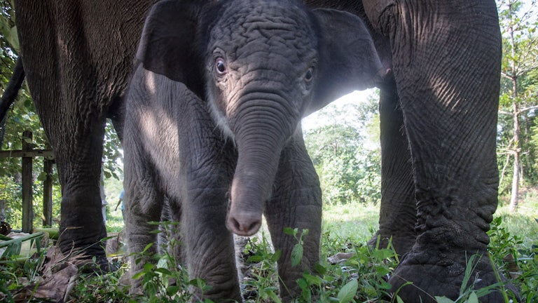 A baby elephant looks toward the camera, with her mothers legs visible in the background.