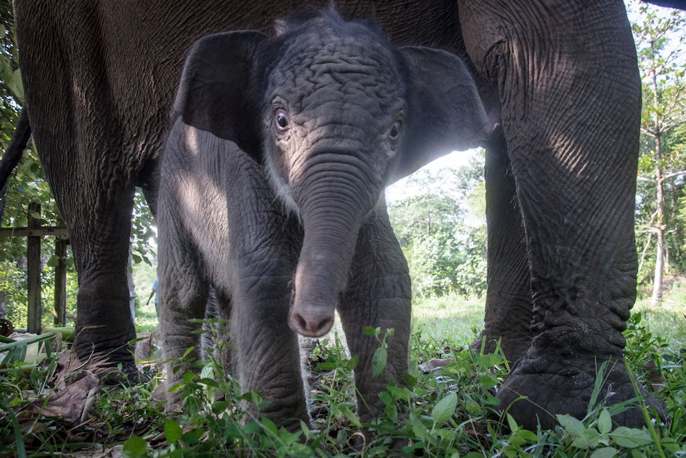 A baby elephant looks toward the camera, with her mothers legs visible in the background.