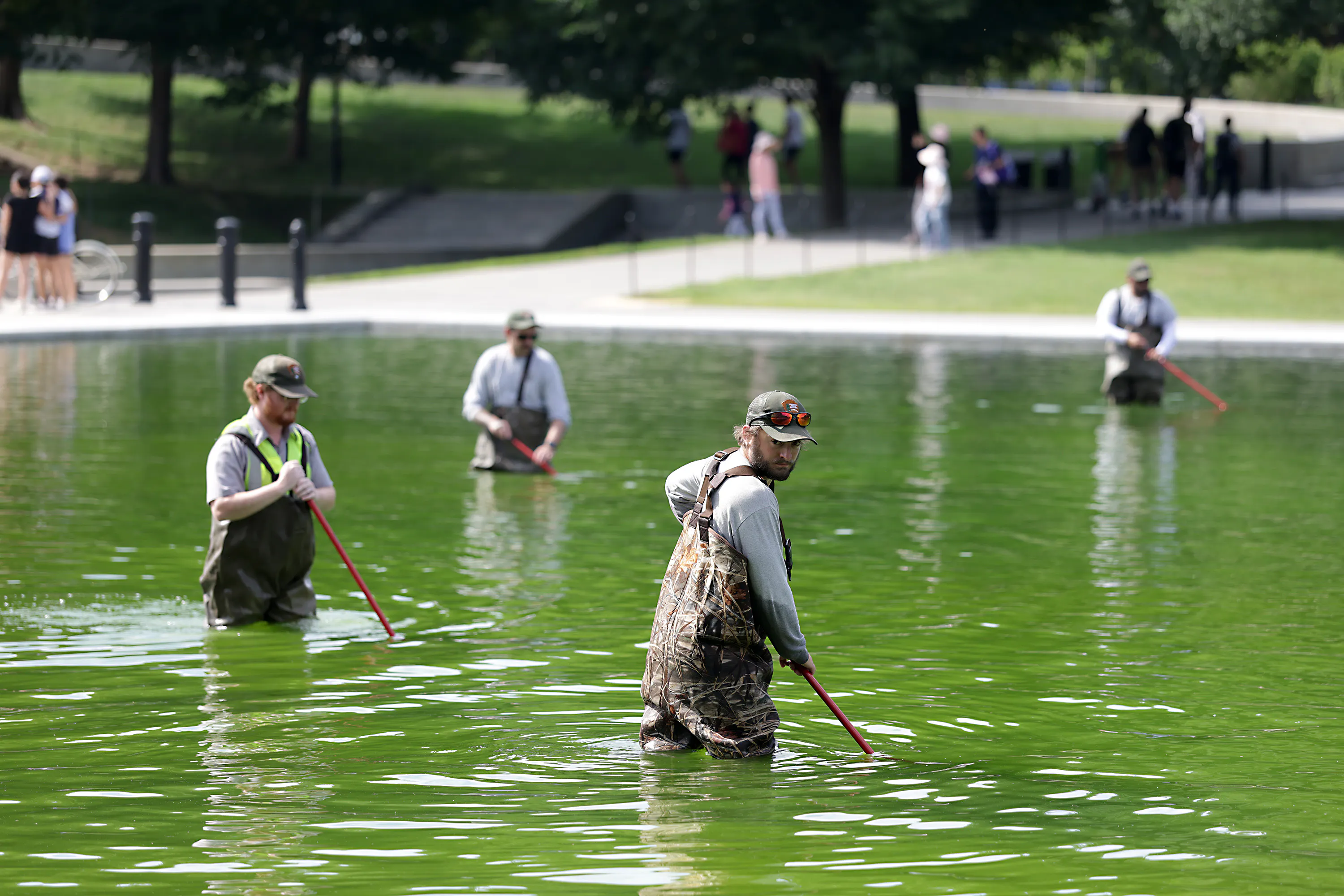 Four National Park Service employees work to clean up algae in the Lincoln Memorial Reflecting Pool