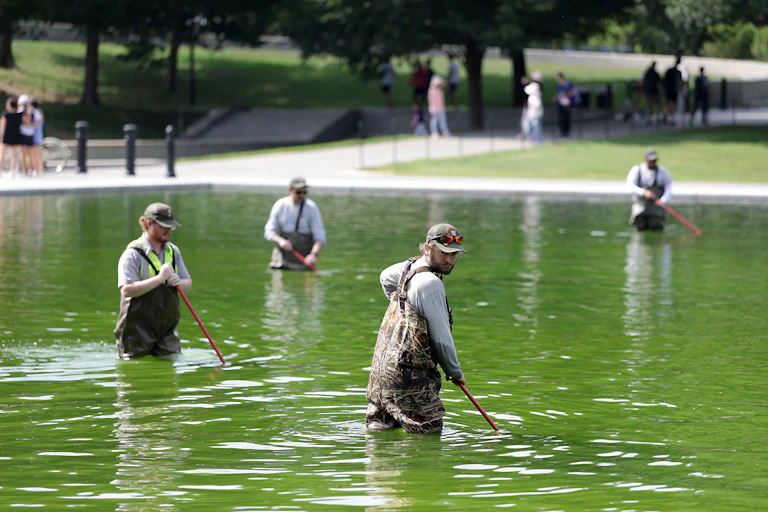 Four National Park Service employees work to clean up algae in the Lincoln Memorial Reflecting Pool