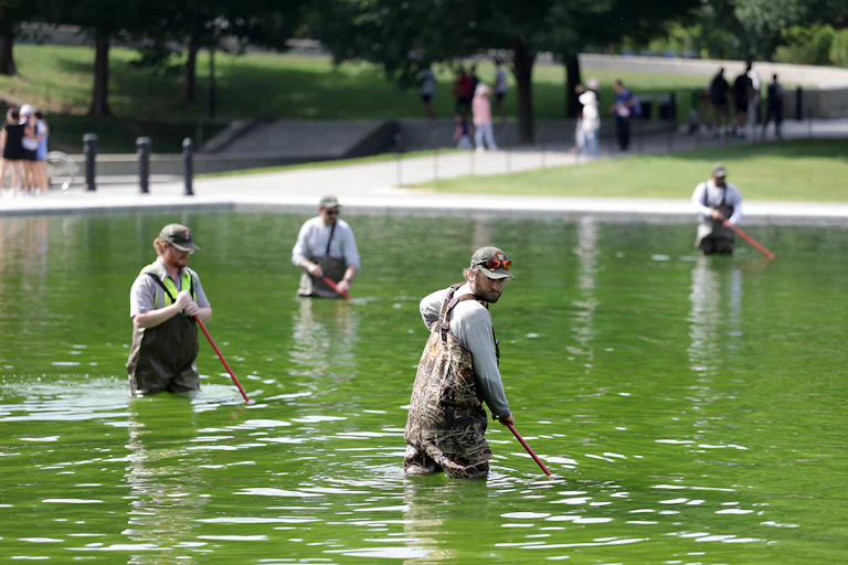 Four National Park Service employees work to clean up algae in the Lincoln Memorial Reflecting Pool