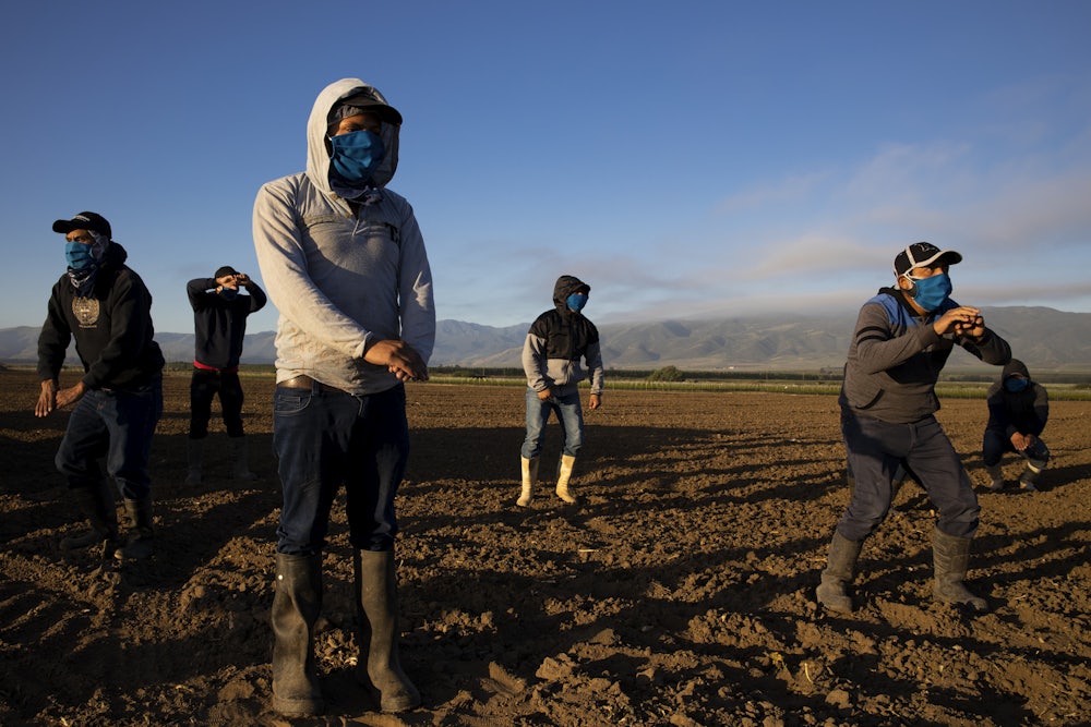 farm laborers preparing for harvest