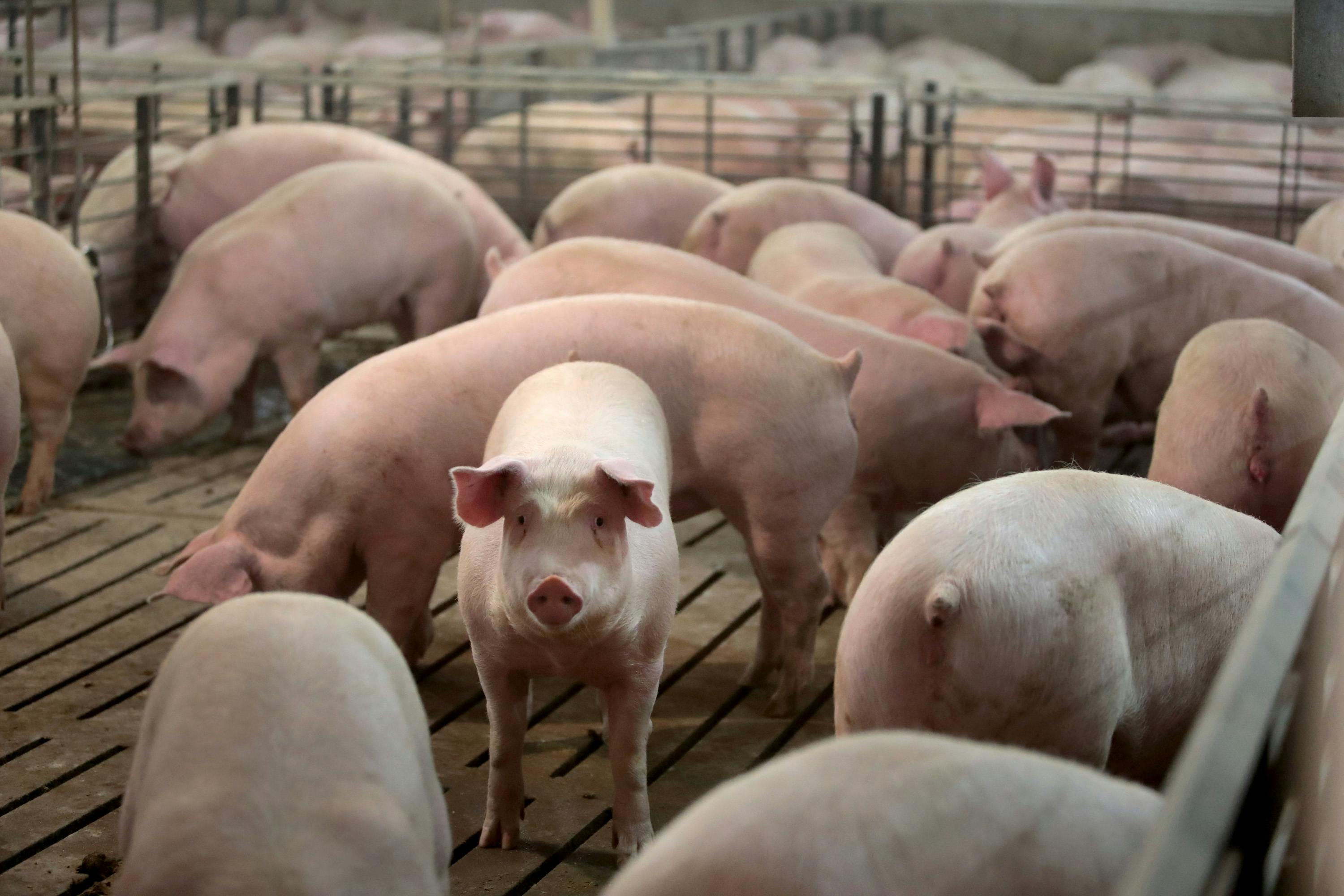 A piglet looks at the camera, surrounded by other piglets.