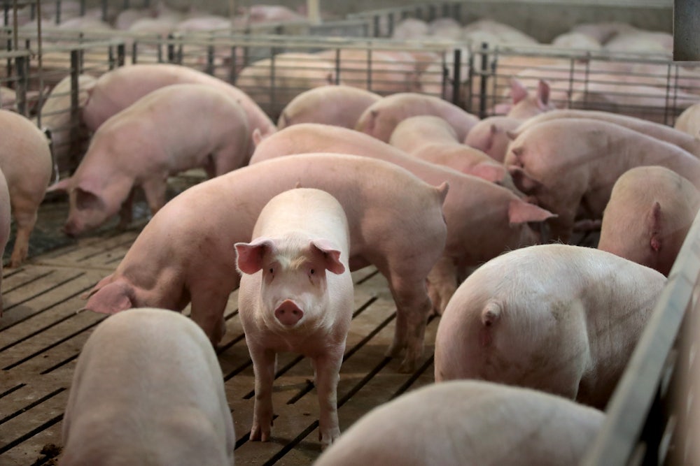 A piglet looks at the camera, surrounded by other piglets.