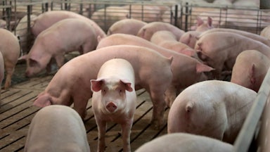 A piglet looks at the camera, surrounded by other piglets.