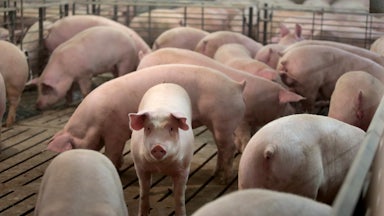 A piglet looks at the camera, surrounded by other piglets.