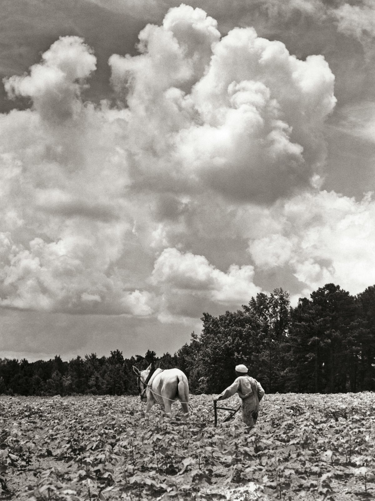 Man plowing a field in the early 1900s