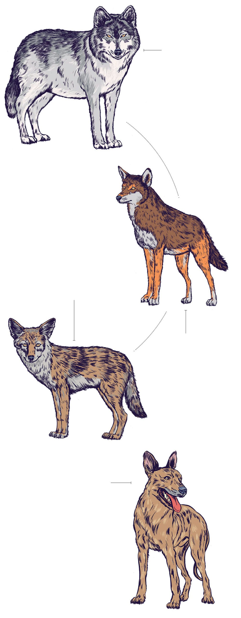 Government study: Red wolves a unique species, not coyote hybrid - OBX Today
