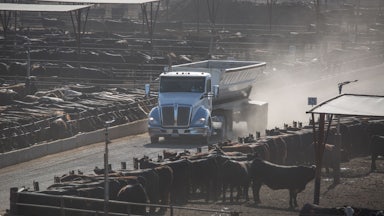A truck drives down a road between cattle pens.