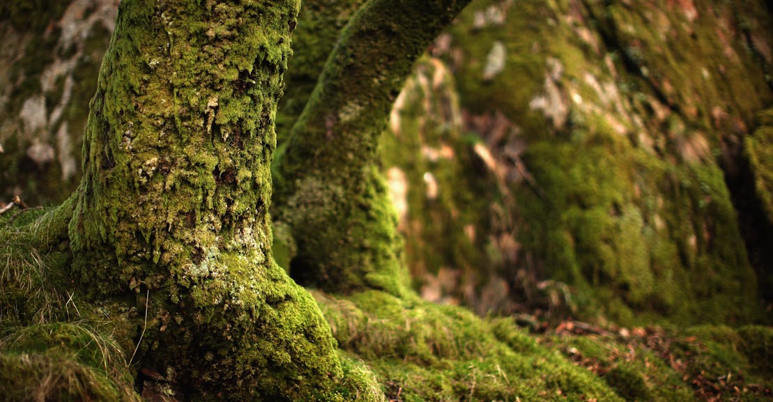 Why Is Japan So Obsessed With Moss? | The New Republic