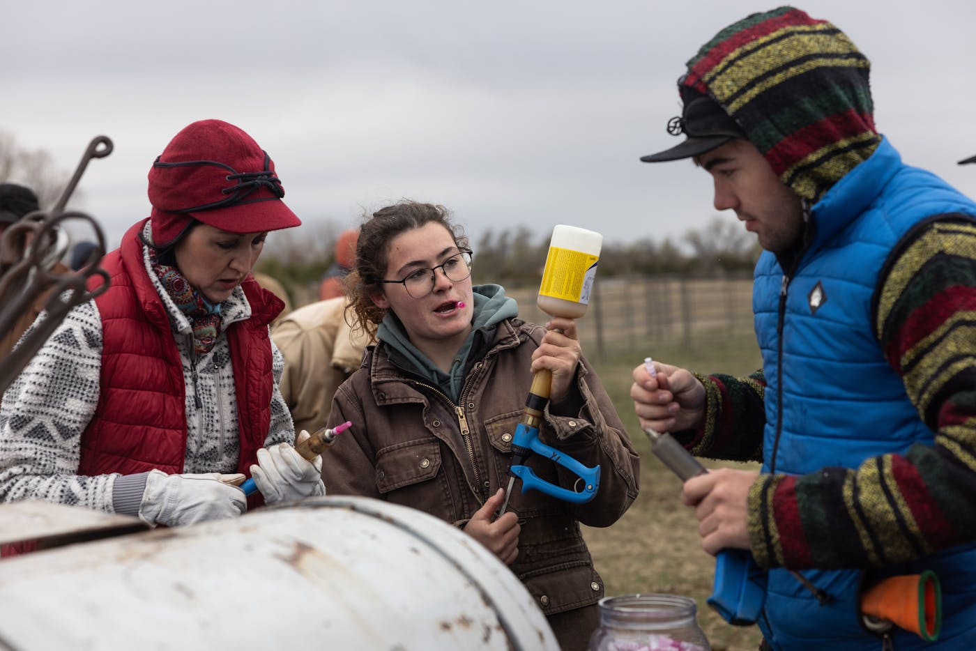 A group of three prepare vaccinations for calfs