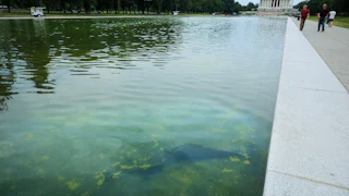 Green reflecting pool