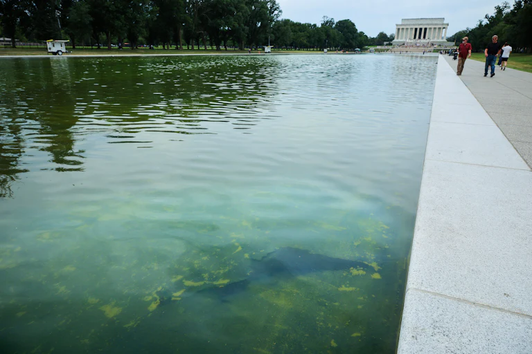 Green reflecting pool