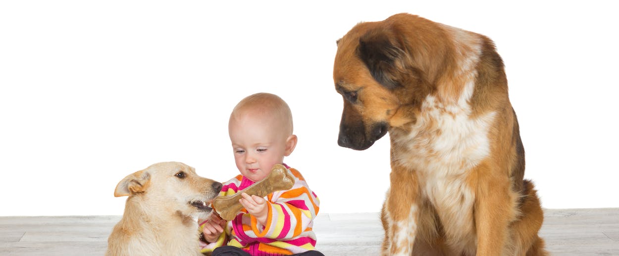 Do Puppies Get Jealous Of Babies