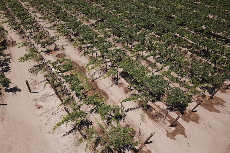 An aerial view of grape vines surrounded by parched soil
