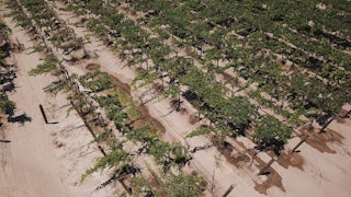 An aerial view of grape vines surrounded by parched soil