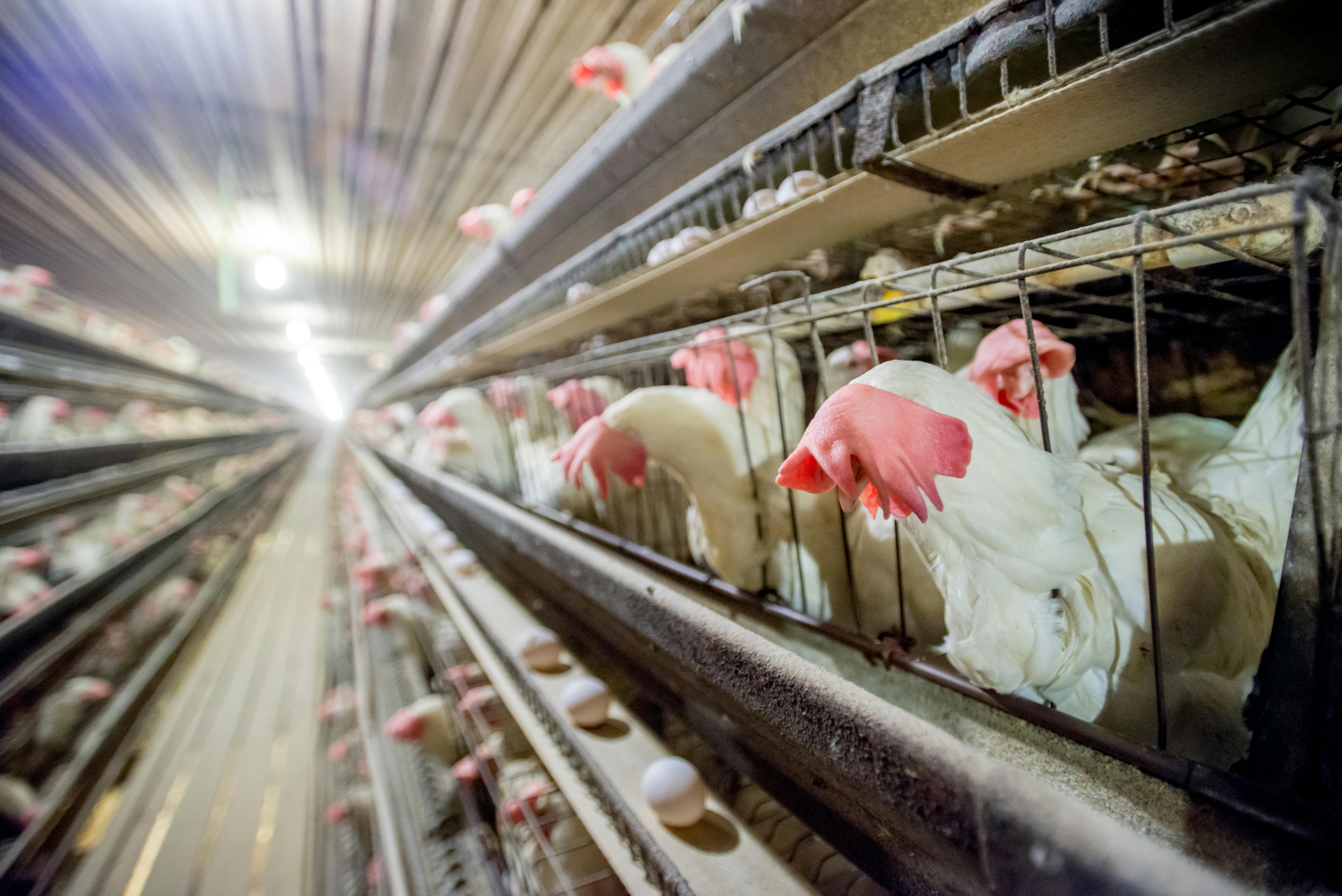 Utah's New Cage-Free Chicken Law Won't Make Eggs More Humane | The New  Republic