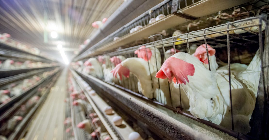 Banning Chicken Cages Won’t Make Eggs Humane Banning Chicken Cages Won’t Make Eggs Humane