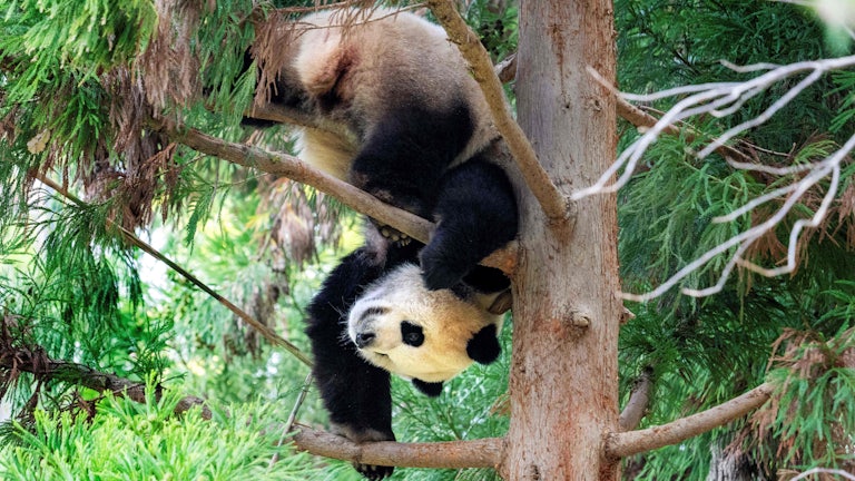 A panda balances upside down in a tree.