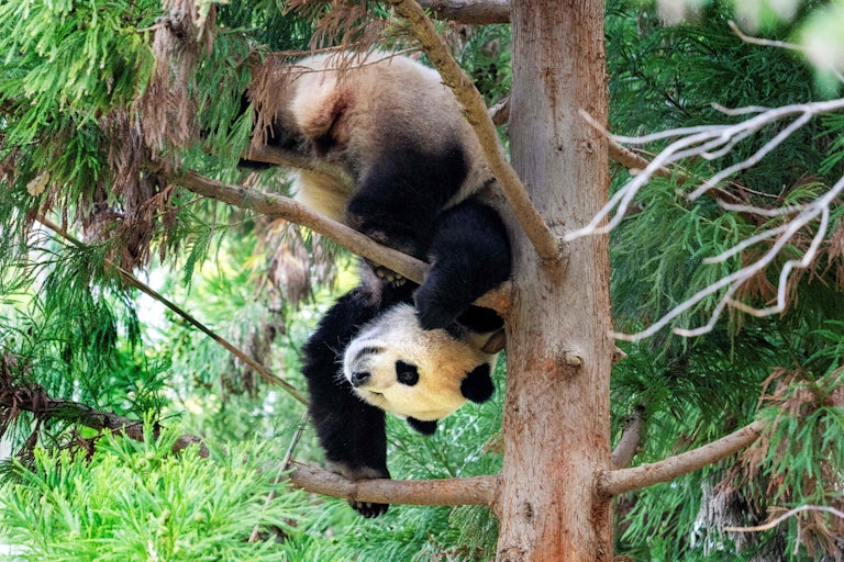 A panda balances upside down in a tree.