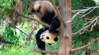 A panda balances upside down in a tree.