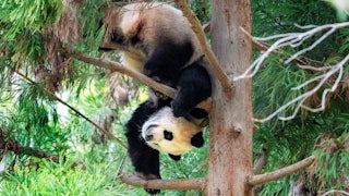A panda balances upside down in a tree.