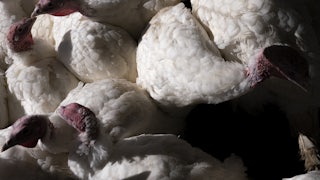 Turkeys are crowded together.