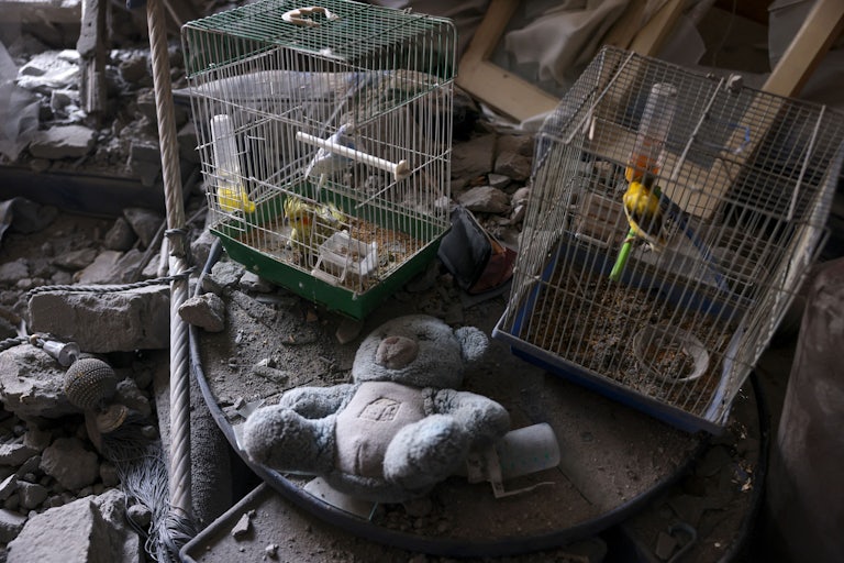 Caged birds that survived overnight Israeli shelling 