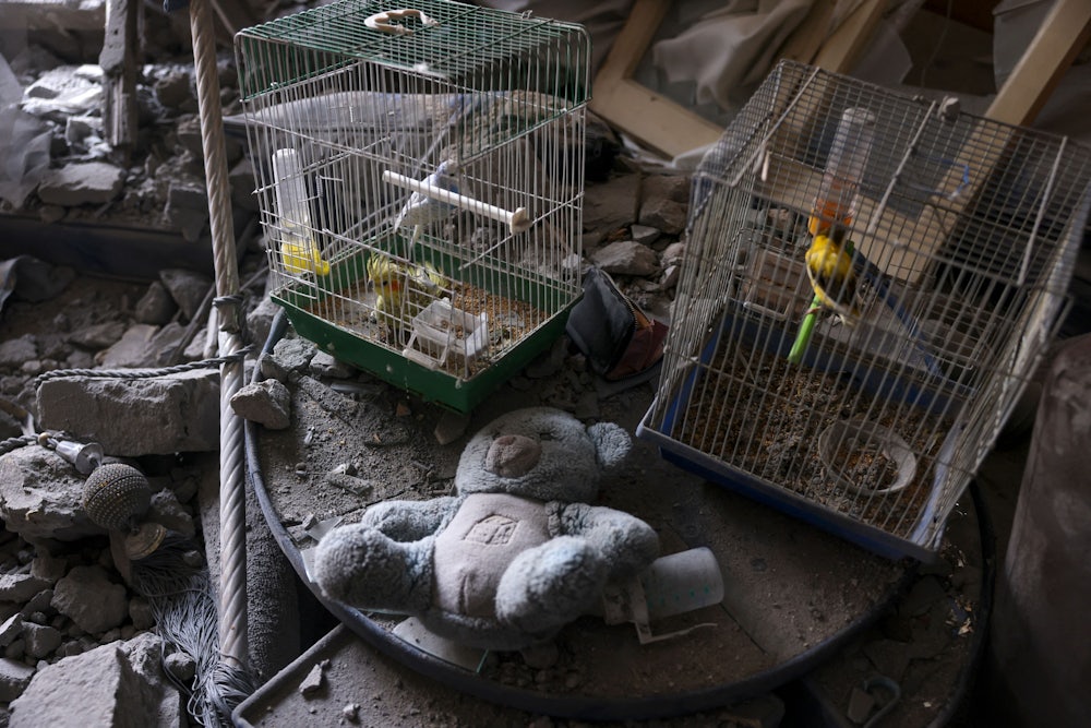 Caged birds that survived overnight Israeli shelling