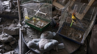 Caged birds that survived overnight Israeli shelling