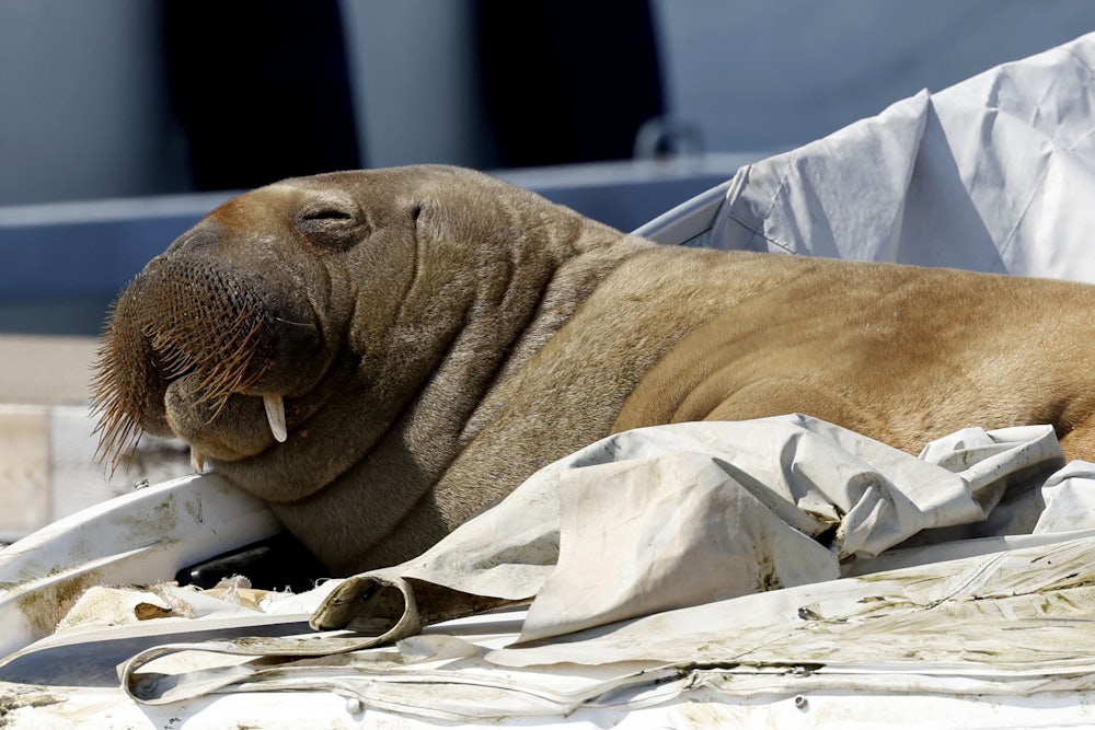 A young female walrus nicknamed Freya rests on a boat in Frognerkilen, Oslo Fjord, Norway.
