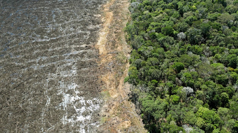 An aerial photo shows lush rainforest on the right and deforested debris on the left.