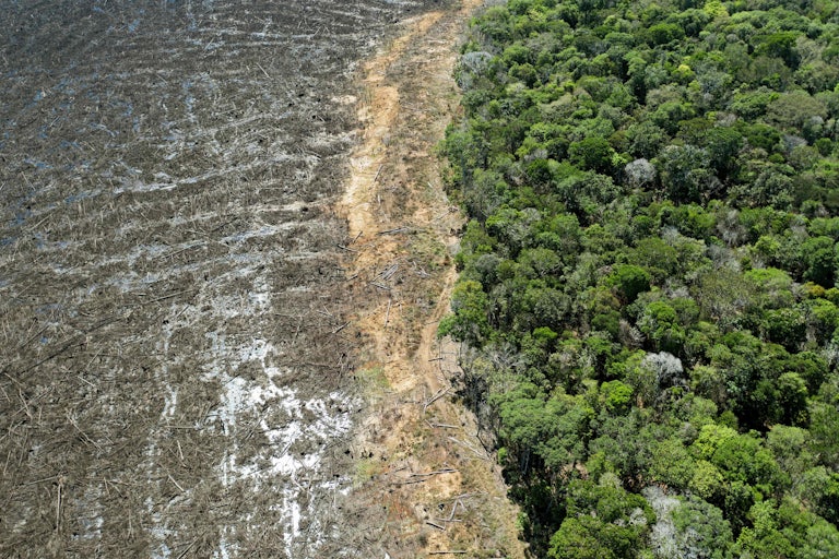 An aerial photo shows lush rainforest on the right and deforested debris on the left.