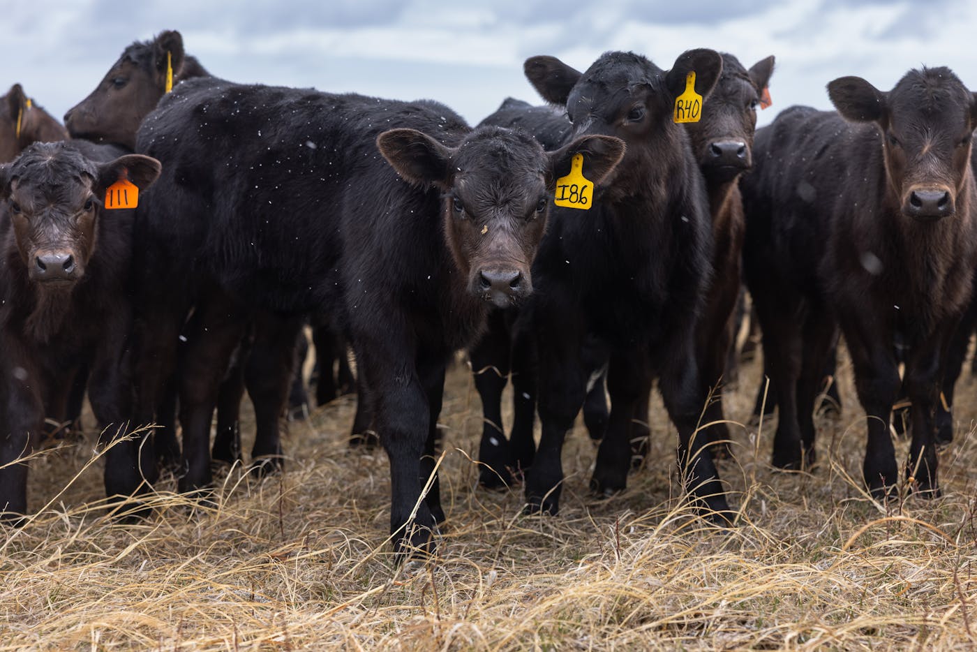 A group of calfs