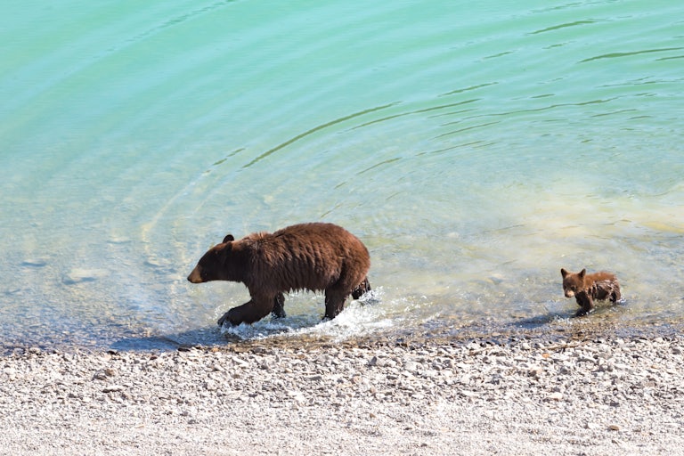 Lake Tahoe's Beach Bears Aren't Cute. They're Climate Change Victims. | The  New Republic