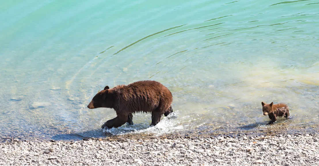 Those Bathing Bears Aren’t Cute. They’re Climate Change Victims. Those Bathing Bears Aren’t Cute. They’re Climate Change Victims.