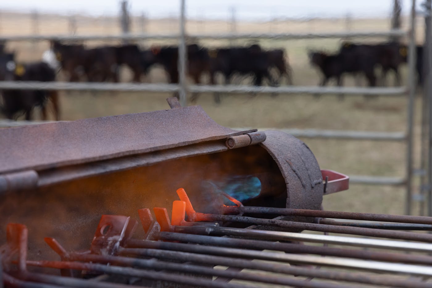 Branding irons are heated up.