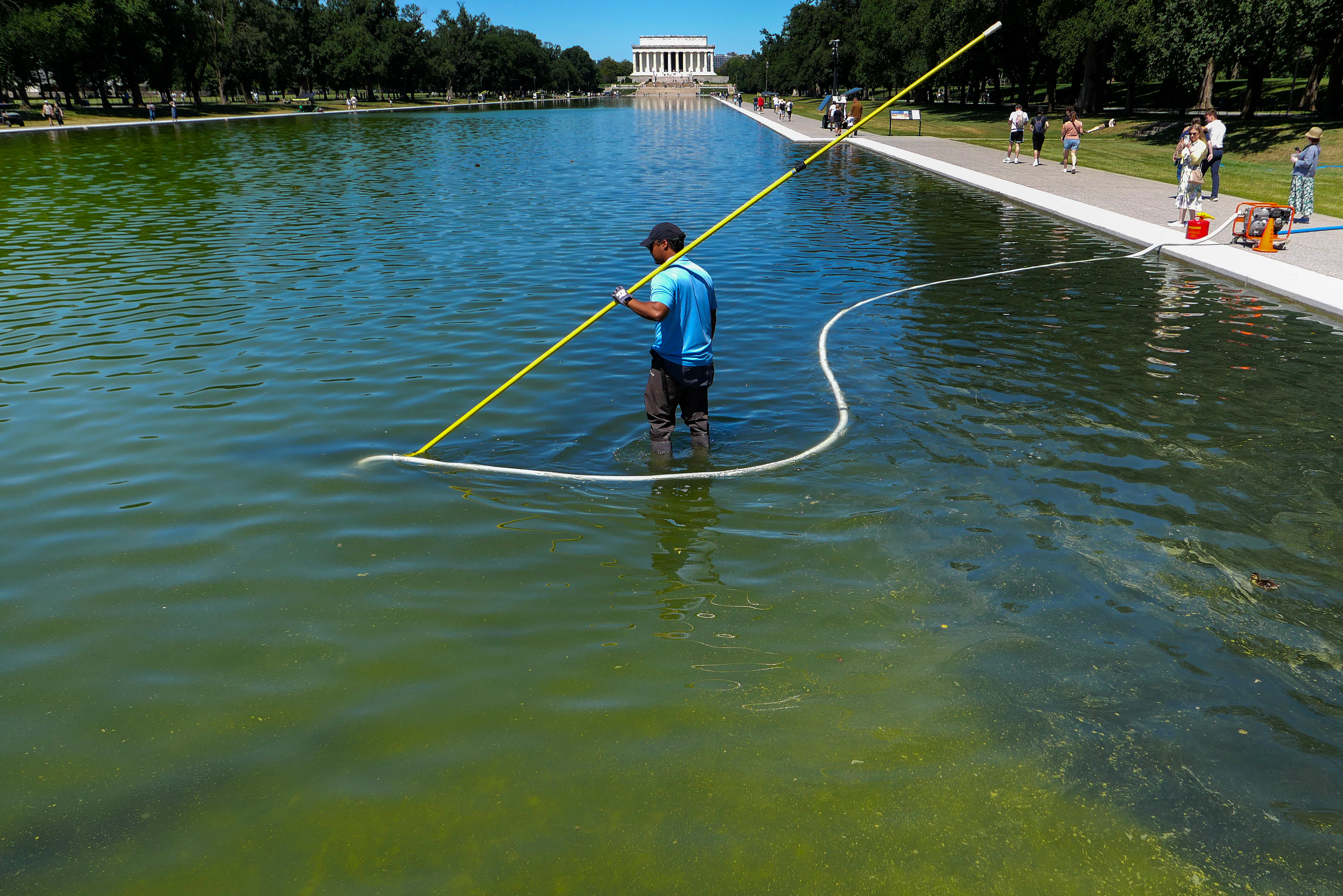 A National Park Service employee uses a vaccuum pump to try to clean algae off the bottom of the Lincoln Memorial Reflecting Pool, which looos completely green.