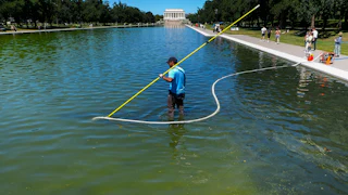 A National Park Service employee uses a vaccuum pump to try to clean algae off the bottom of the Lincoln Memorial Reflecting Pool, which looos completely green.