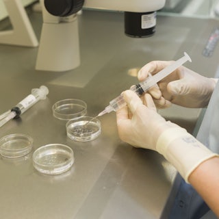 A person uses a syringe to pick up embryos from a Petri dish