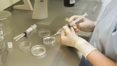 A person uses a syringe to pick up embryos from a Petri dish
