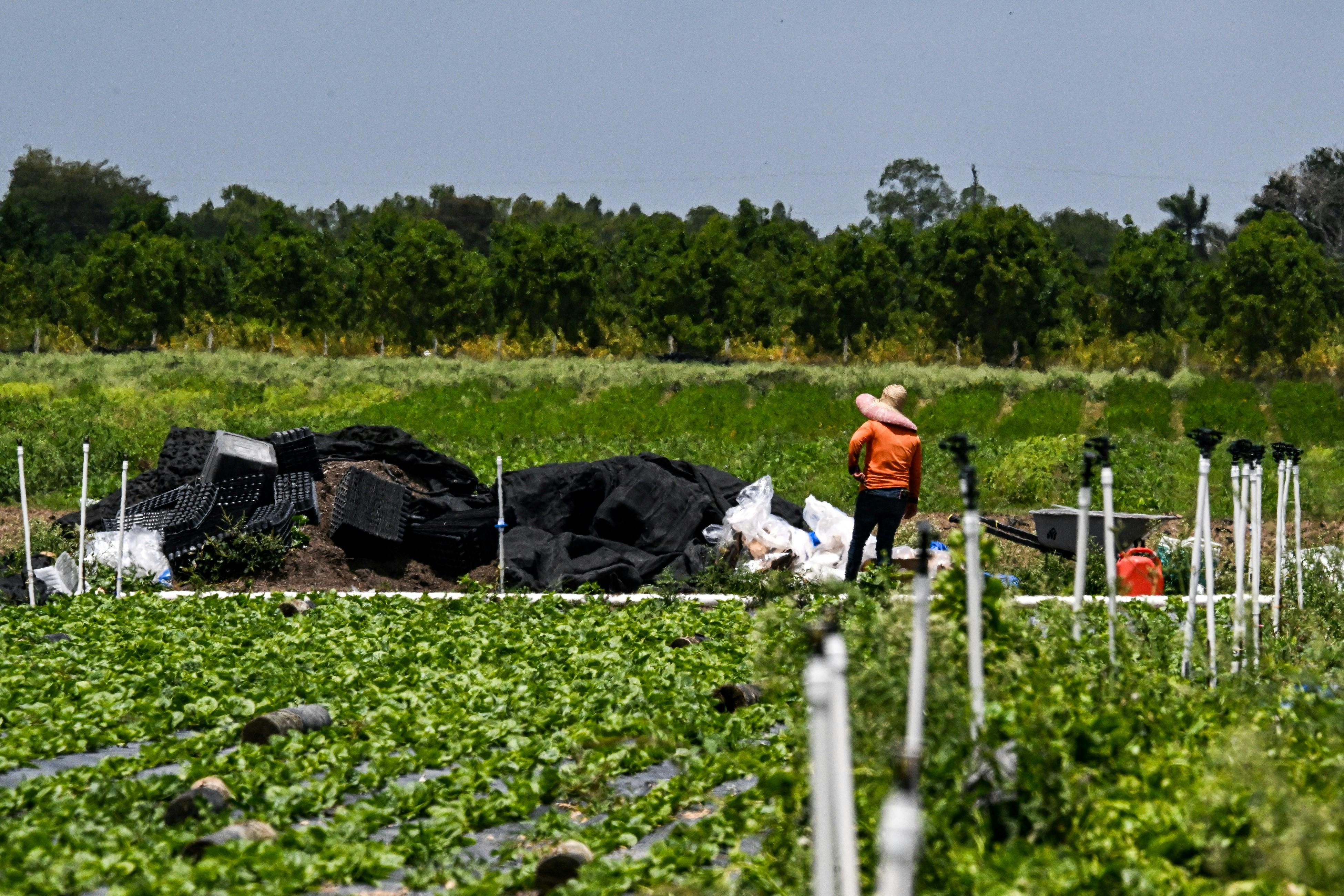 A migrant worker wears a large hat and stands alone in a farm.