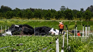 A migrant worker wears a large hat and stands alone in a farm.
