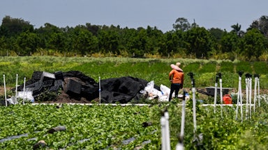 A migrant worker wears a large hat and stands alone in a farm.
