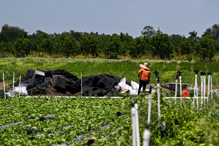 A migrant worker wears a large hat and stands alone in a farm.