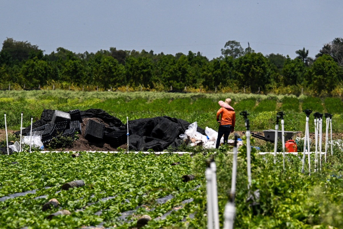 Trump Turns to Migrant Workers as Farms Struggle With His Deportations Trump Turns to Migrant Workers as Farms Struggle With His Deportations
