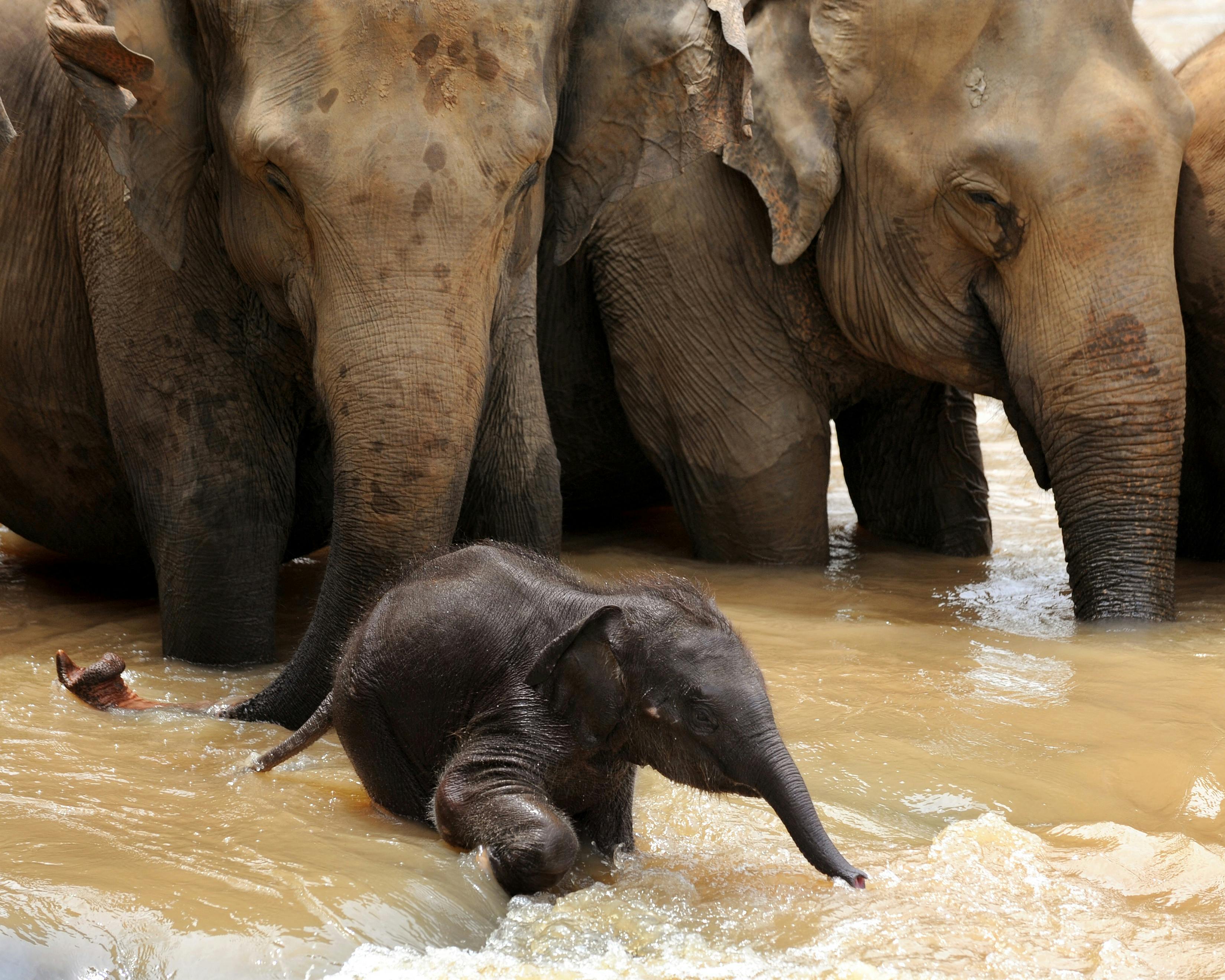 A baby elephant charges ahead of two adult elephants, playing in the water.