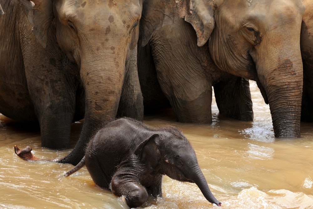 A baby elephant charges ahead of two adult elephants, playing in the water.